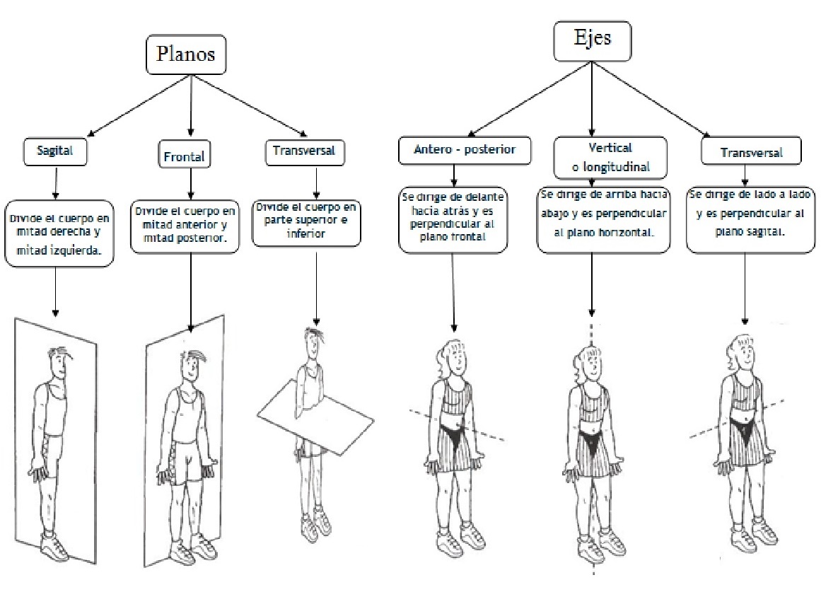 Ejes y Planos Anatómicos