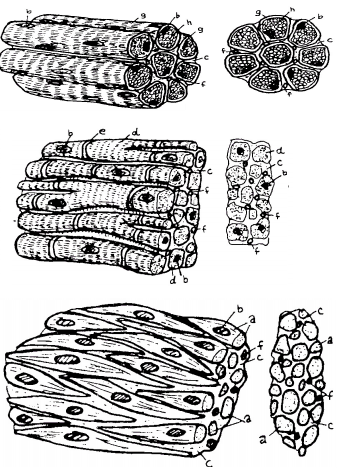 Sistema Muscular