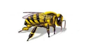Socorrismo picadura de abejas
