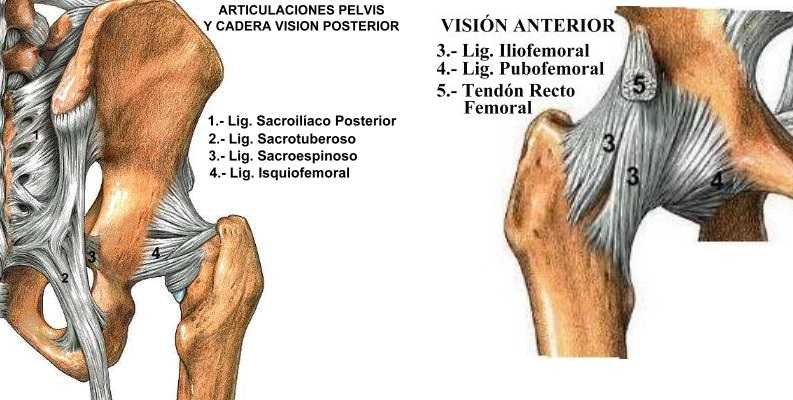 Ligamentos Cadera