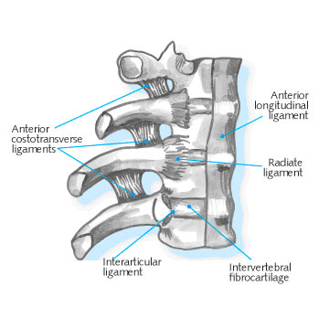 Ligamentos Columna Vertebral