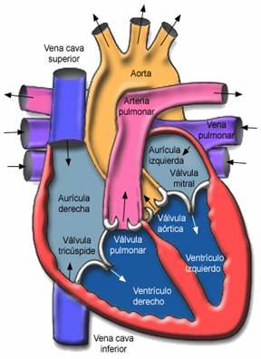 El Corazón