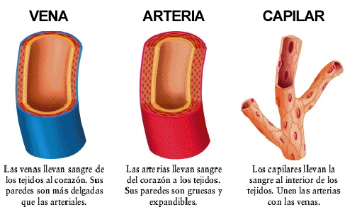 Los Vasos Sanguíneos