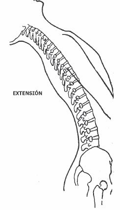 Extensión del Tronco