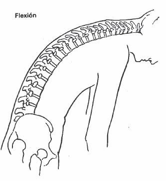 Flexión del Tronco