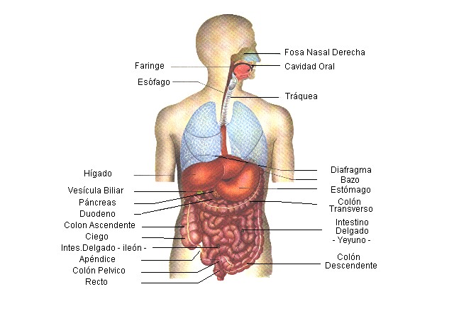 Aparato Digestivo