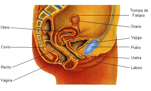 Aparato Reproductor Femenino