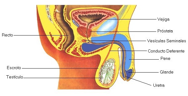 Aparato Reproductor Masculino