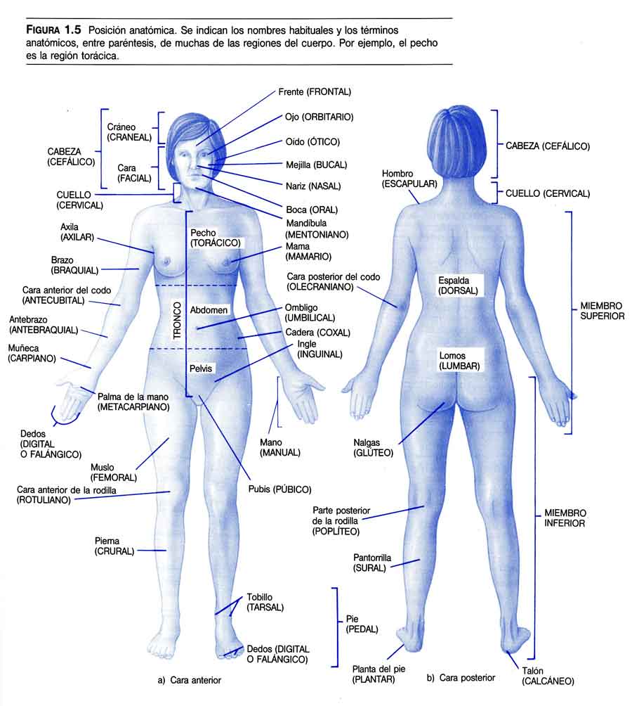 La Posición Anatómica