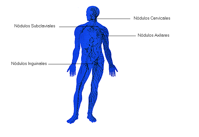 sistema linfatico