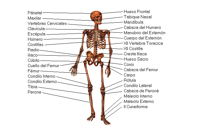 Sistema Óseo