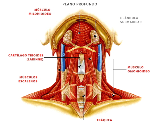 Músculos del Plano Profundo de la Cabeza y Cuello