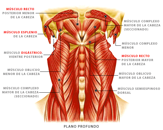 Músculos del Plano Profundo de la Cabeza y Cuello