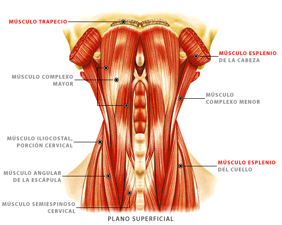 Músculos del Plano Superficial de la Cabeza y Cuello