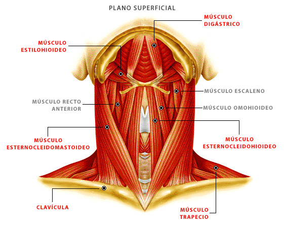 Músculos del Plano Superficial de la Cabeza y Cuello