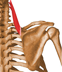 Músculo Angular de la Escápula