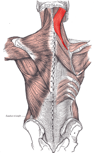 Músculo Esplenio del Cuello