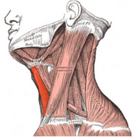 Músculo Esternocleidohioideo