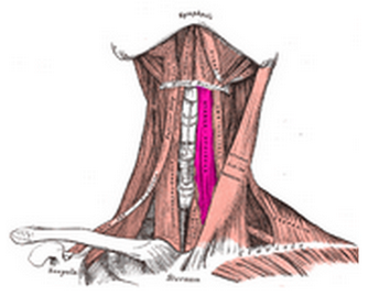 Músculo Esternocleidohioideo