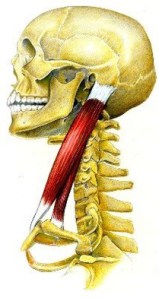 Músculo Esternocleidomastoideo