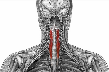 Músculo Largo del Cuello