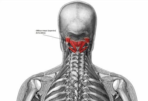 Músculo Oblicuo Mayor de la Cabeza
