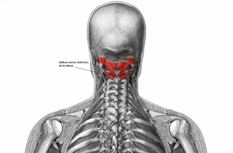 Músculo Oblicuo Menor de la Cabeza