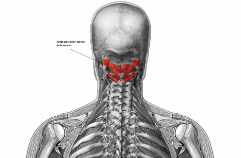 Músculo Recto Dorsal Menor de la Cabeza