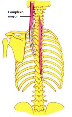 Músculo Semiespinoso Cervical