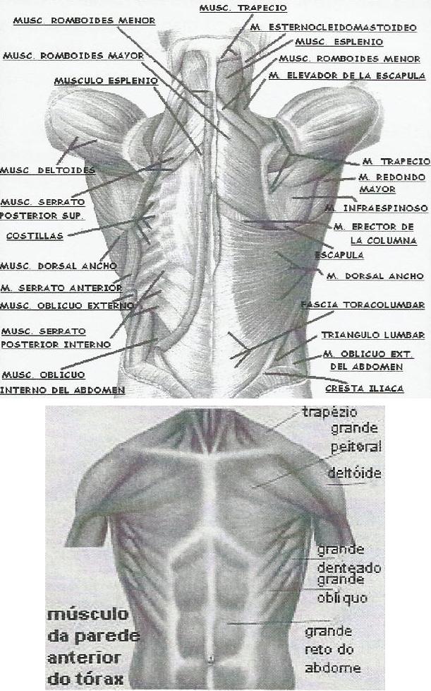 Músculos respiración