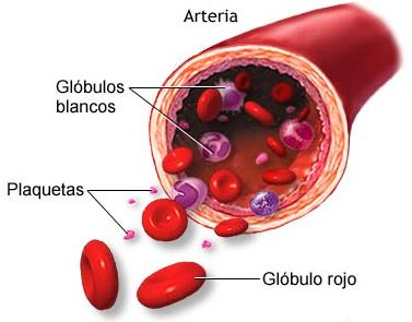 Aparato Cardiovascular: La Sangre