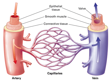 Aparato Cardiovascular: La Hemodinámica