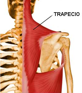 Trapecio (Musculatura Cabeza y Cuello)