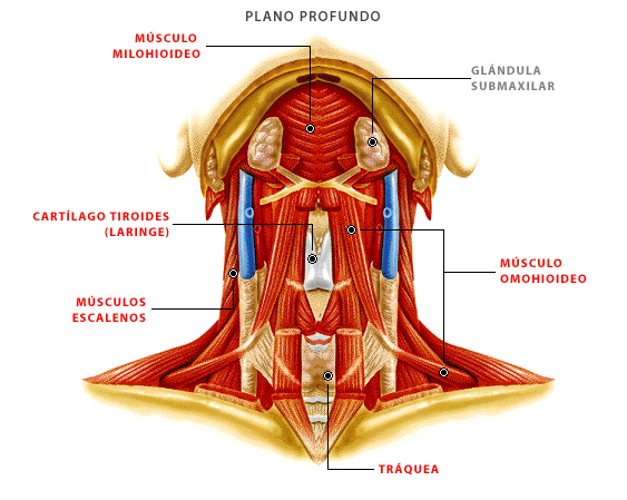 Listado Músculos de la Cabeza y Cuello