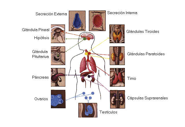 caligrafía Comprensión torneo Sistema Hormonal - Sistemas del Cuerpo Humano - Cuerpo Humano - TAFAD -  TAFAD y Cursos